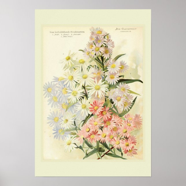 Poster Asters (margarida de Michaelmas) (Frente)