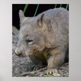 Póster Astralian Wombat