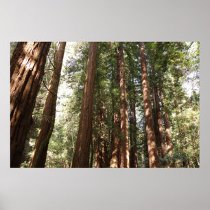 Póster Até às sequóias II no Monumento Nacional Muir Wood