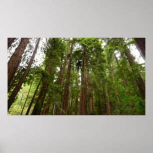 Poster Até Redwoods I no Monumento Nacional Muir Woods