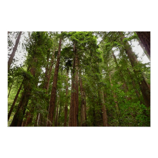 Póster Até Sequoias Eu no Monumento Nacional de Muir Wood (Frente)