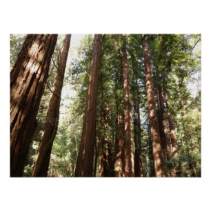 Póster Até Sequoias II no Monumento Nacional de Muir Wood
