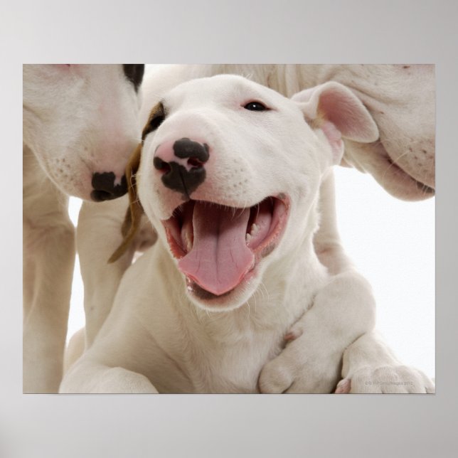 Póster Aterradores Joyful Bull (Frente)