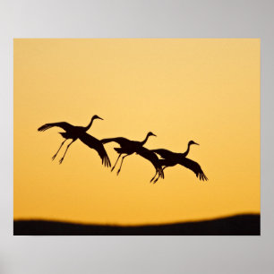 Póster Aterragem do guindaste de Sandhill no por do sol