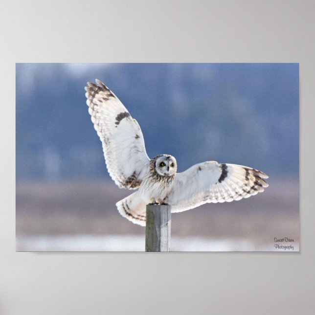 Poster Aterrissagem de coruja de orelha curta (Frente)