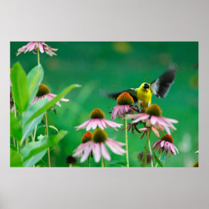 Poster Aterrissagem de Goldfinch (Spinus tristis) em um C