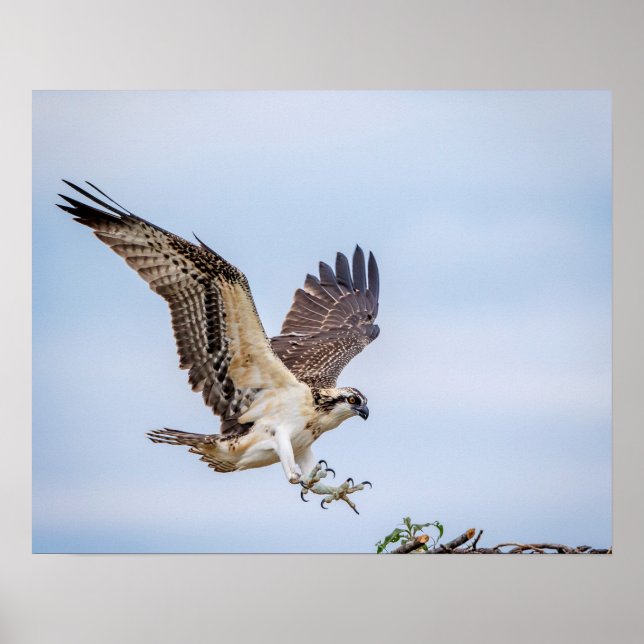 Póster Aterrissagem de Osprey 20x16 no ninho (Frente)