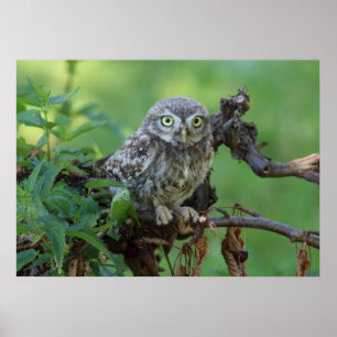 Poster Athene noctua