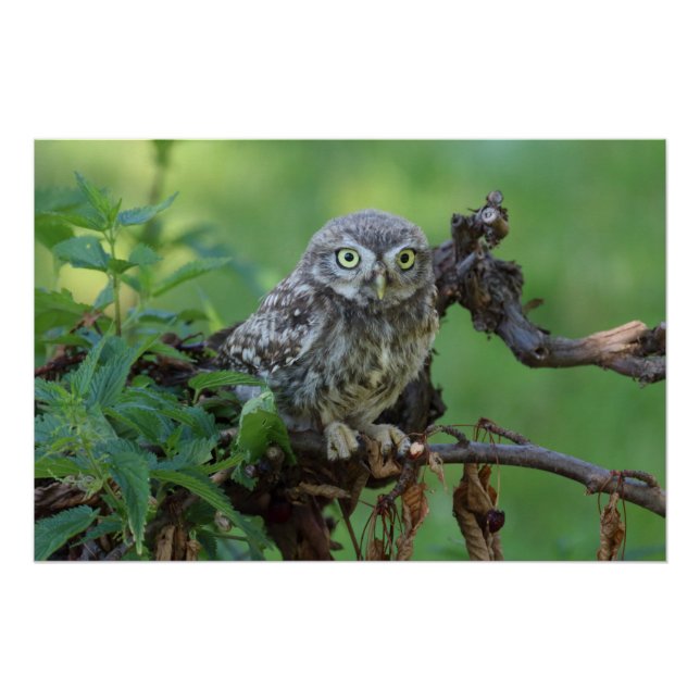 Póster Athene noctua (Frente)