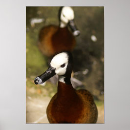 Póster Atitude-de-pato