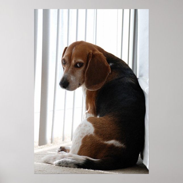 Poster atitude do beagle (Frente)