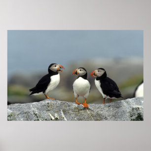 Póster Atlantic Puffin Group