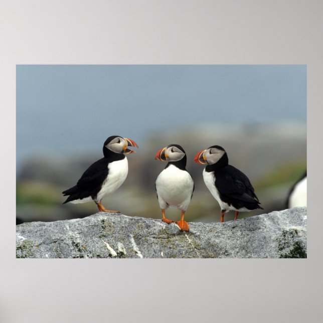 Póster Atlantic Puffin Group (Frente)