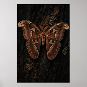 Poster Atlas Moth Descansando sobre a Parede de Casca de
