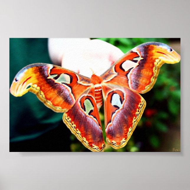 Póster Atlas Moth gigante (Frente)