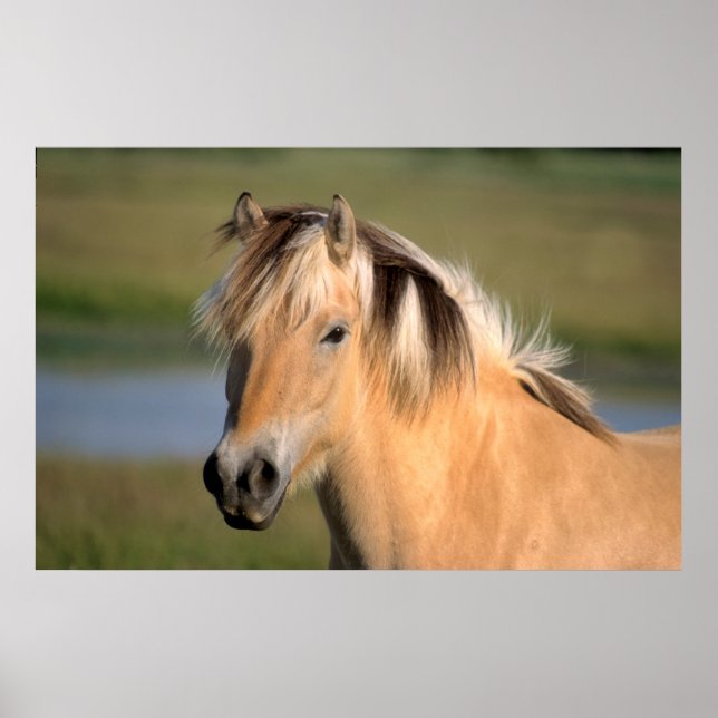 Poster ätPony, cavalo Norueguês de fiorde, (Frente)
