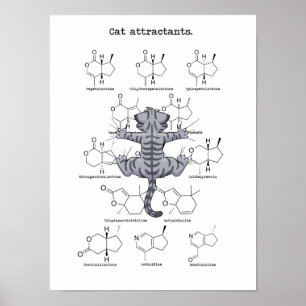 Poster Atraente de gato
