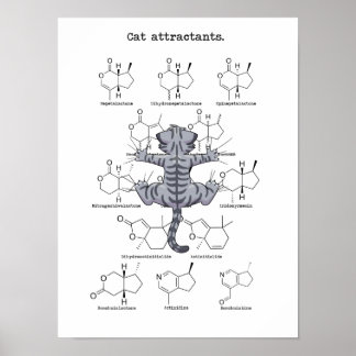 Poster Atraente de gato