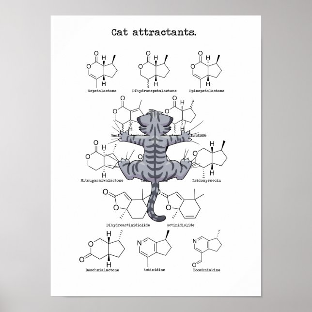 Poster Atraente de gato (Frente)