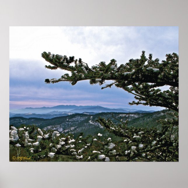 Poster Através das Boughs de um Pine (Frente)