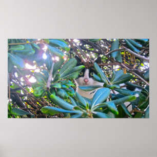 Poster Através Das Folhas