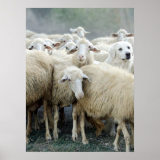 Poster Atrevo-me a ser diferente! Sheepdog dizendo ...