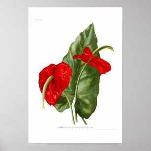 Poster Atrosanguineum do antúrio
