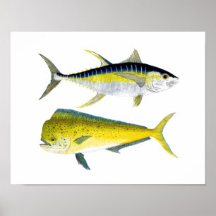 Póster Atum de atum amarelo & água salgada Dorado