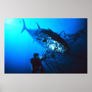 Poster Atum de Bluefin gigante travado em uma rede