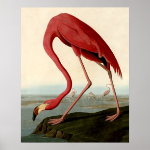 Póster Audubon American Flamingo