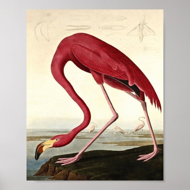 Poster Audubon American Flamingo John James Audubon (Frente)