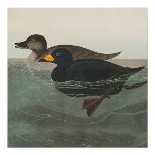 Póster Audubon American Scoter Duck Classic