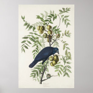 Poster Audubon Black Crow American Bird Ilustração