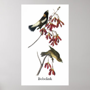 Póster Audubon Bobolink