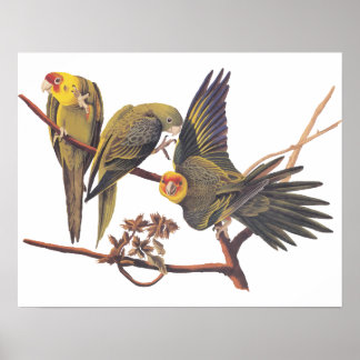Poster Audubon Carolina Parakeet Trio
