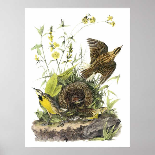 Póster Audubon East Meadowlard (Frente)