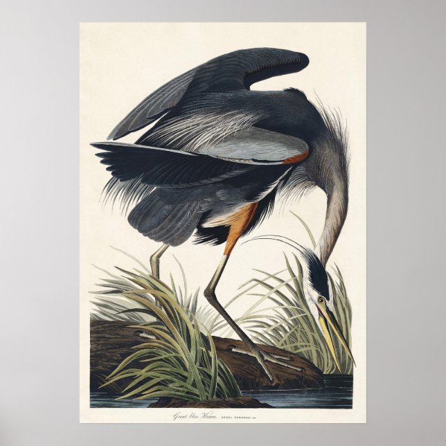 Poster Audubon Excelente Blue Heron Wangs Majestade (Frente)