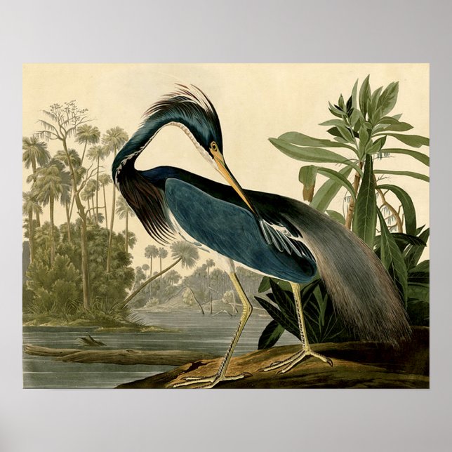 Póster Audubon Garça da Louisiana Pássaros América Arte (Frente)
