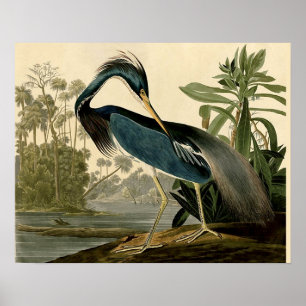 Póster Audubon Louisiana Heron Birds América Art