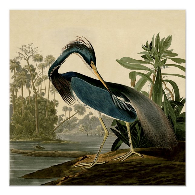Póster Audubon Louisiana Heron Birds América Art (Frente)
