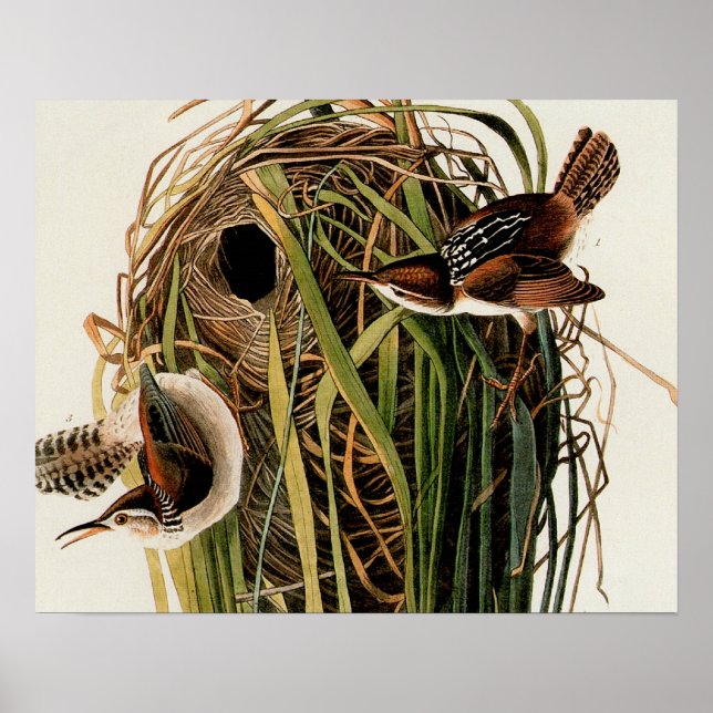 Poster Audubon Marsh Wren Bird Art (Frente)