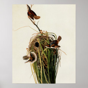 Póster Audubon Marsh Wren Bird Art