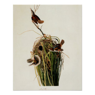 Póster Audubon Marsh Wren Bird Art
