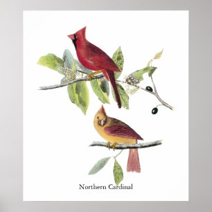 Poster Audubon Northern Cardinal