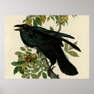 Poster Audubon Raven Bird Classic Trabalho de arte