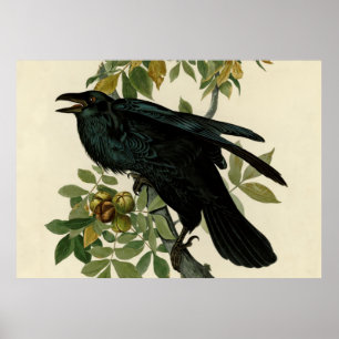 Poster Audubon Raven Bird Classic Trabalho de arte