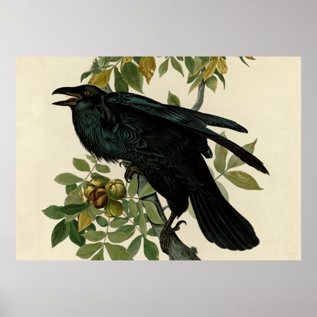 Poster Audubon Raven Bird Classic Trabalho de arte (Frente)