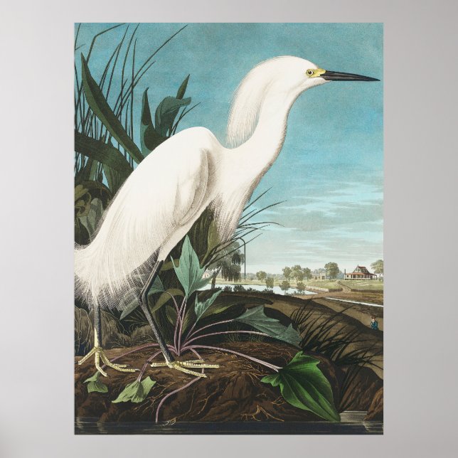 Poster Audubon Snowy Heron ou White Egret Plate CCXLII (Frente)