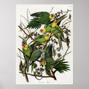 Poster Audubon's Carolina Parakeet