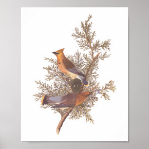 Poster Audubon's Cedar Waxwing Bird Pair on Evergreen 